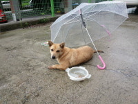 경남 거창 가조면 장군아파트 주차장에서 갈색 강아지 발견 보호