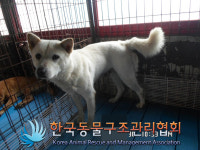 경기 양주 만송로에서 흰색 강아지 발견 보호