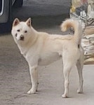 충북 음성 금왕읍에서 진돗개 발견 보호