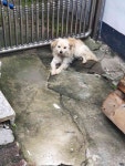 강원 강릉 시내 맥도날드 부근에서 아이보리색 강아지 발견 보호..뼈 드러날 정도로 마름