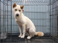 경기 이천 모가면에서 진돗개 발견 보호