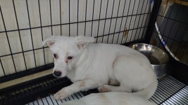 경기 부천 호현로에서 흰색 강아지 발견 보호