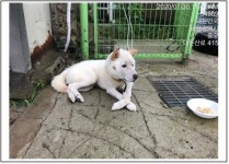 대전 중구 대둔산로 415번길 도원춘 주변에서 진돗개 발견 보호