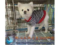 서울 영등포구 신길로에서 포메라니안 발견 보호