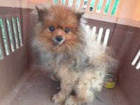 경남 함안 칠서면 평계마을에서 포메라니안 발견 보호