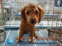 경기 동두천 생연주공아파트에서 푸들 발견 보호