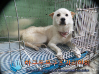 경기 포천 송우리 태봉마을주공3단지에서 갈흰색 강아지 발견 보호
