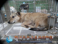 경기 포천 직동리 국립수목원 후문에서 갈색 강아지 발견 보호