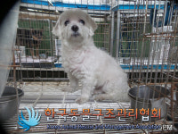 경기 포천 소흘읍 전원우정아파트에서 말티즈 발견 보호