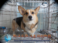 서울 강남구 신사동에서 웰시 코기 펨브로크 발견 보호