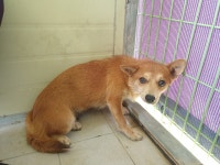 경북 포항시 오천읍 철강로에서 황백색 강아지 발견 보호