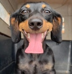 경남 하동 악양면사무소에서 닥스훈트 발견 보호