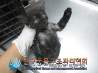 서울 노원구 상계로 당고개역 인근에서 검정색 어린 고양이 발견 보호