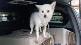 경북 경산 진량 상림리 원룸 인근에서 폼피츠 발견 보호..중성화