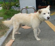 경북 청도 이서면 팔조리에서 흰색 강아지 발견 보호