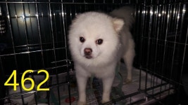 인천 계양구청에서 포메라니안 발견 보호..초록 목줄