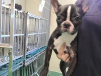 부산 기장 차성동로19번길에서 보스턴 테리어 발견 보호