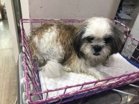 인천 중구 구읍뱃터수경공원에서 시츄 발견 보호