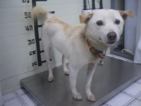 경기 가평 두밀리에서 흰색 강아지 발견 보호