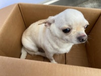 강원 철원군 갈말읍 명성로에서 치와와 발견 보호