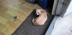 강원 강릉 남부로에서 치와와 발견 보호
