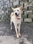 충북 청주 흥덕구 석소동에서 진돗개 발견 보호