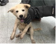 충남 부여소방서에서 흰색 강아지 발견 보호