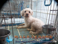 서울 동대문구 용두동 용두동사거리 주차장 인근에서 연갈색 강아지 발견 보호