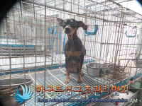 서울 강북구 삼양로54길 53에서 미니어쳐 핀셔 발견 보호