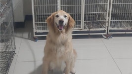 충북 음성 감곡면 강동대학교 앞에서 골든 리트리버 발견 보호