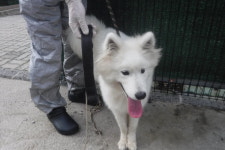 제주 제주시 오래물길 14에서 사모예드 발견 보호