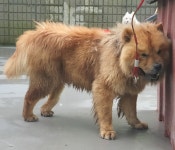 경기 용인 처인구 호동 345에서 차우차우 발견 보호