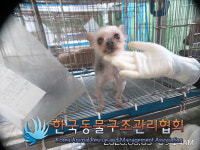 서울 송파구 오금동에서 요크셔 테리어 발견 보호