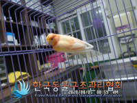 서울 강북구 월계로 21가길 41에서 카나리아 발견 보호