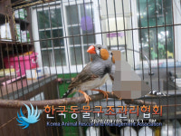 서울 강북구 월계로에서 금화조 발견 보호