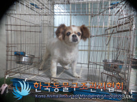 서울 성북구 한천로78길에서 갈흰색 강아지 발견 보호