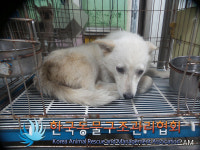 경기 동두천 방죽로23 시청 청사 안에서 흰색 강아지 발견 보호