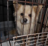 대구 동구 도평로에서 크림색 강아지 발견 보호