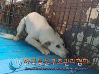 서울 노원구 노원소방서 인근에서 흰색 강아지 발견 보호