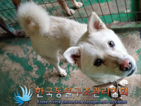 서울 성북구 북악산로 949-60 인근에서 흰색 강아지 발견 보호