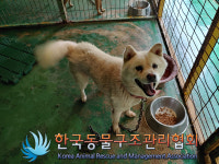 서울 성북구 북악산로 949-60 인근에서 흰색 강아지 발견 보호