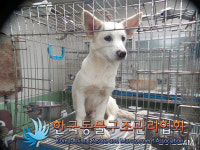 경기 포천 영중면 물안길에서 흰색 강아지 발견 보호