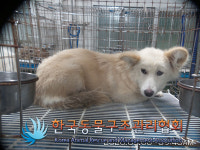 경기 포천 동교동에서 연갈색 강아지 발견 보호