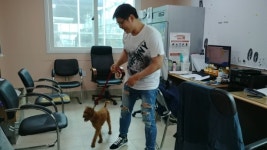 강원 삼척 장미공원에서 황색 강아지 발견 보호