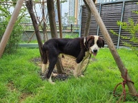 경기 고양 지축동에서 세인트 버나드 발견 보호