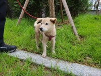경기 고양 지축동에서 황백색 강아지 발견 보호..빨간 몸통줄