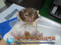 서울 노원구 동일로 중계근린공원 벤치에서 햄스터 발견 보호