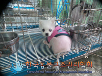 서울 금천구 시흥동 삼성산공원 일대에서 포메라니안 발견 보호