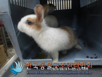 서울 금천구 시흥동 안양천 일대에서 토끼 발견 보호