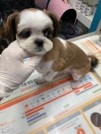 인천 부평 삼산동 한길초교 근처에서 시츄 발견 보호